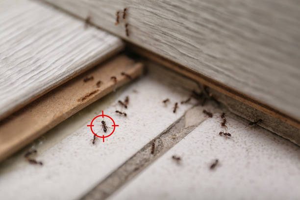 Best Bed Bug Extermination  in West Branch, IA