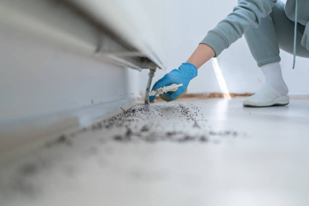 Best Insect Control  in West Branch, IA